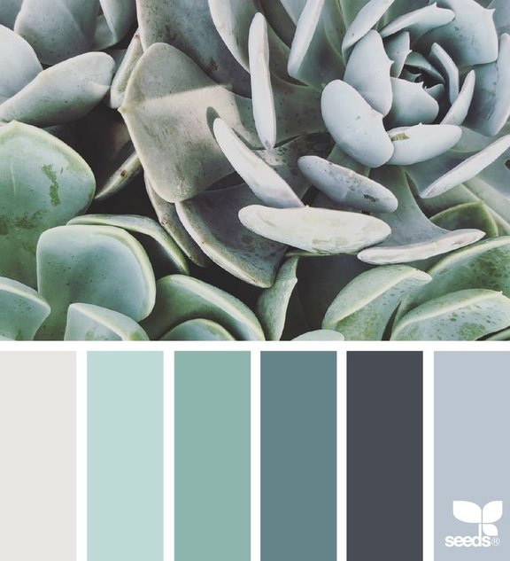 succulent.tones.seeds.jpg 
