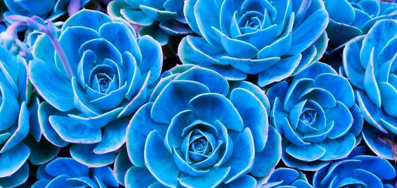 succulente.recovery.w.jpg 